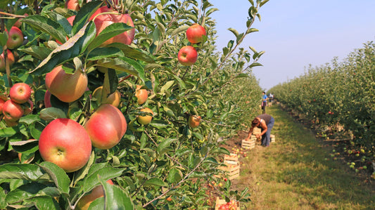 Country Apple