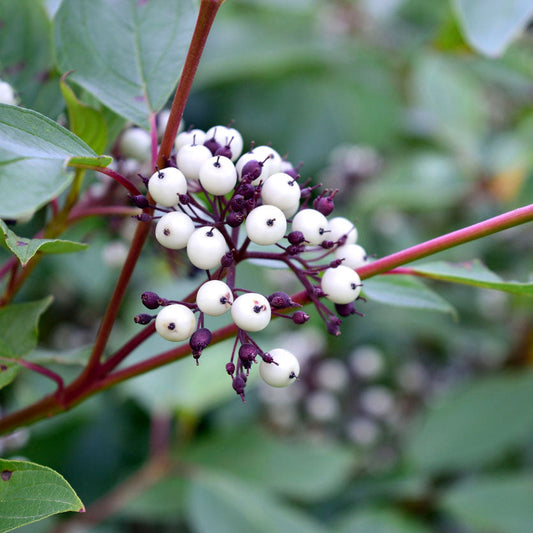 Twigs & Berries