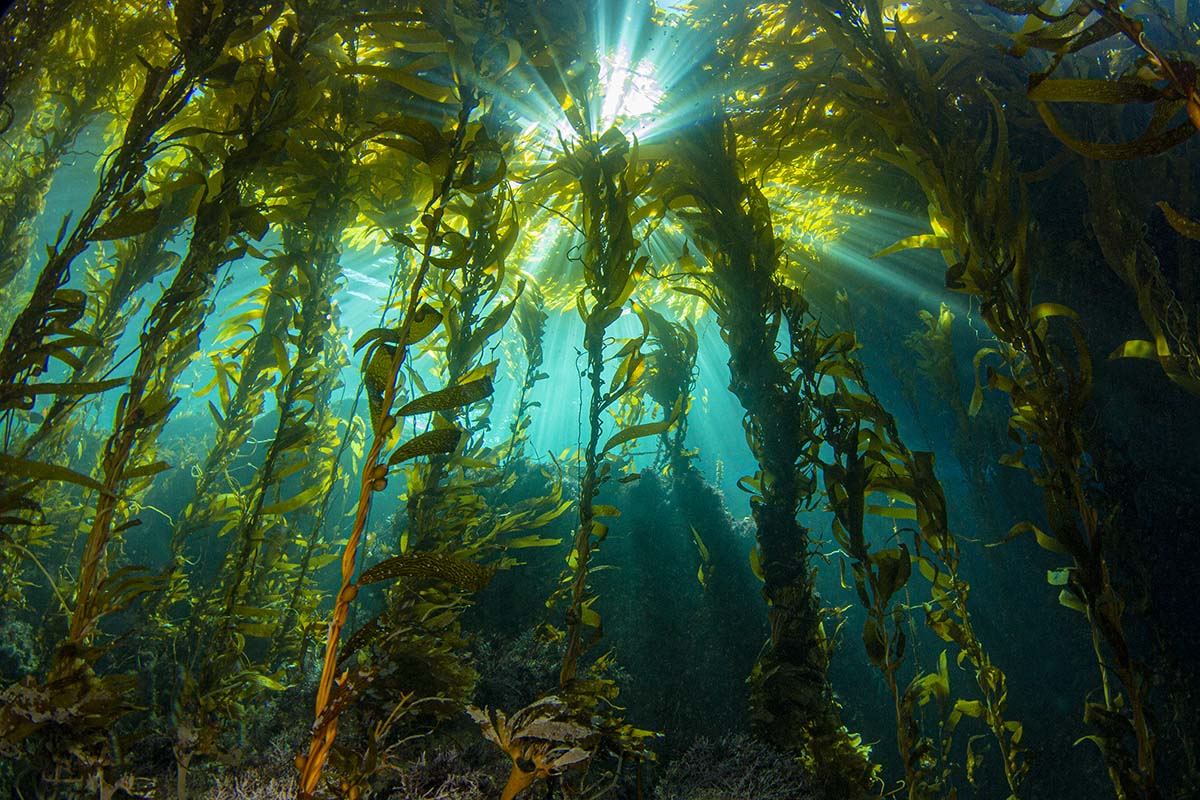 Kelp-tastic