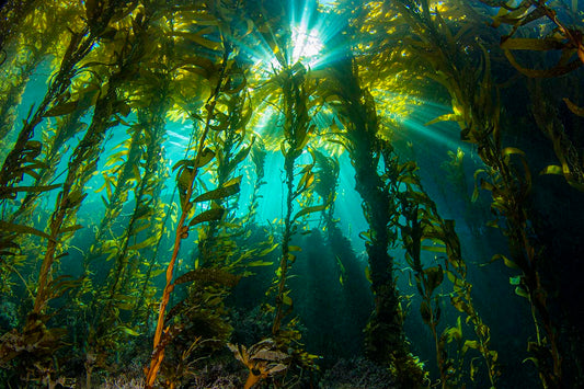 Kelp-tastic