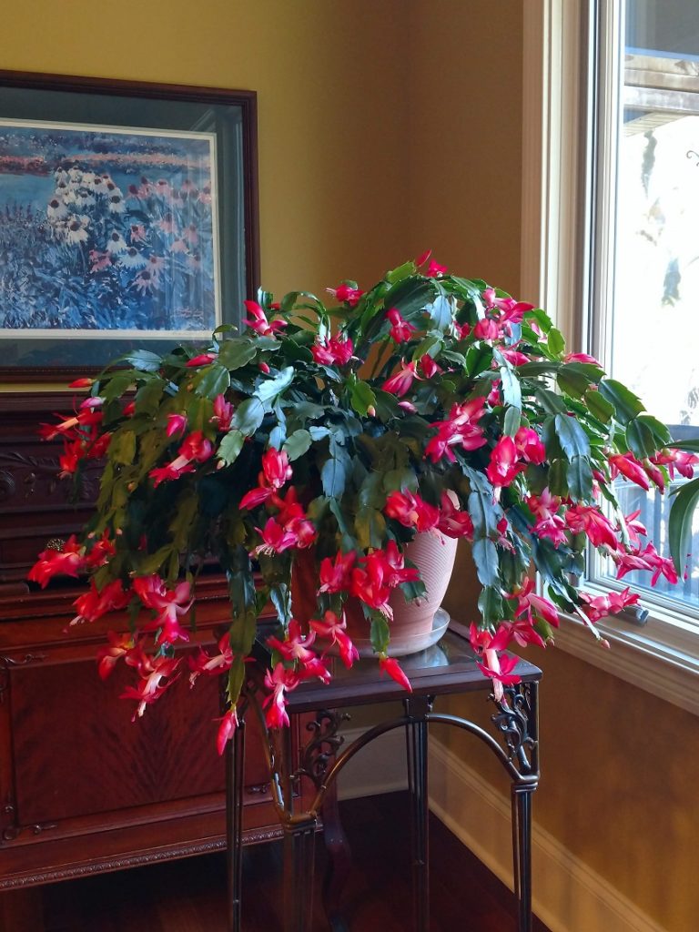 Christmas Cactus