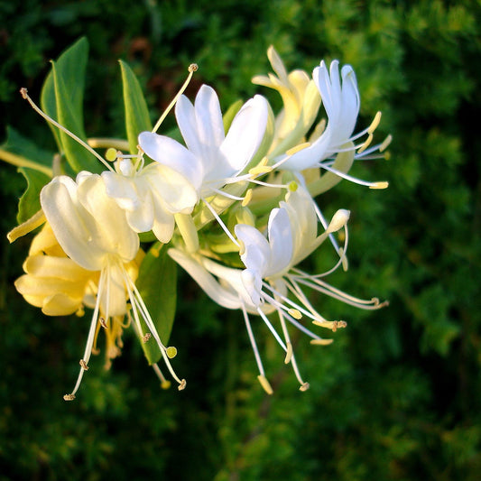 Honeysuckle