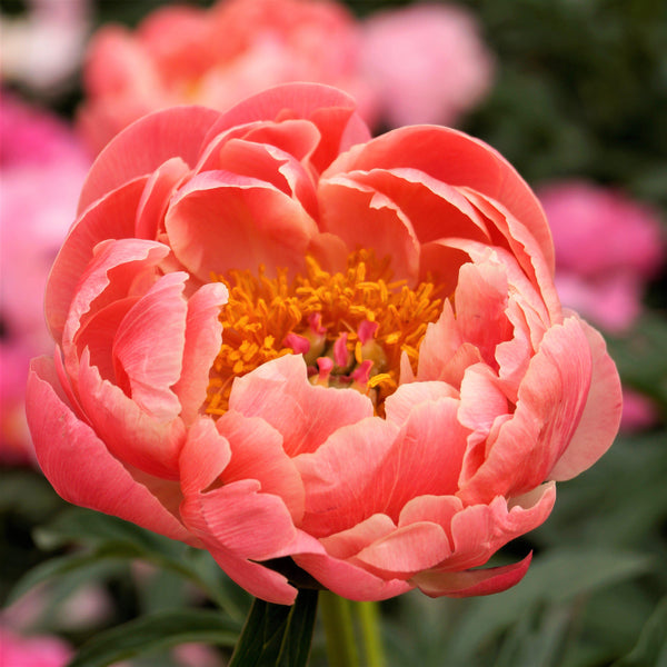 Simply Peony