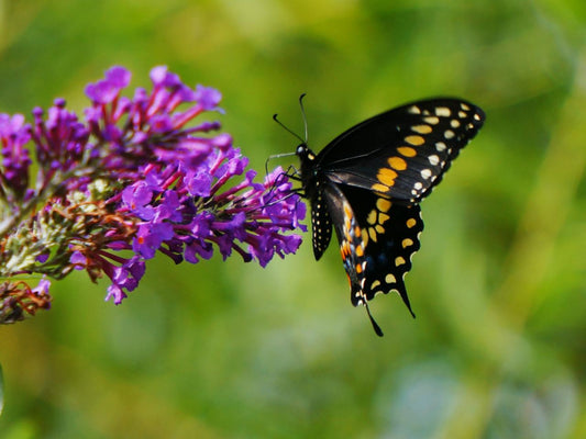 Butterfly Sugar