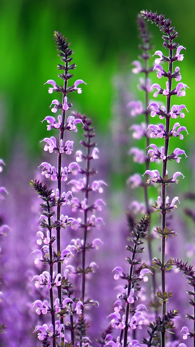 Lavender Mist