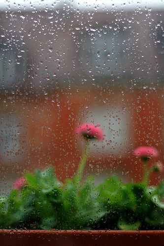 Morning Raindrops