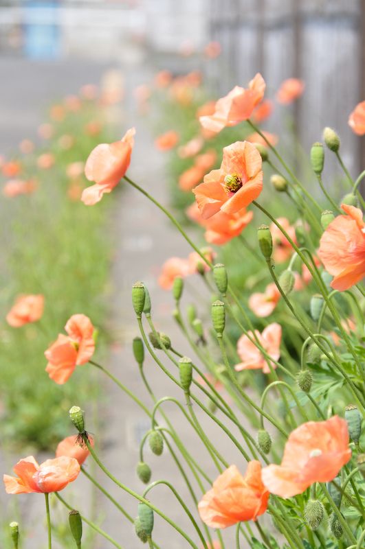 Wild Peach Poppies