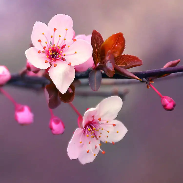 Blushing Cherry Blossom