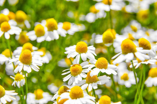 Chamomile