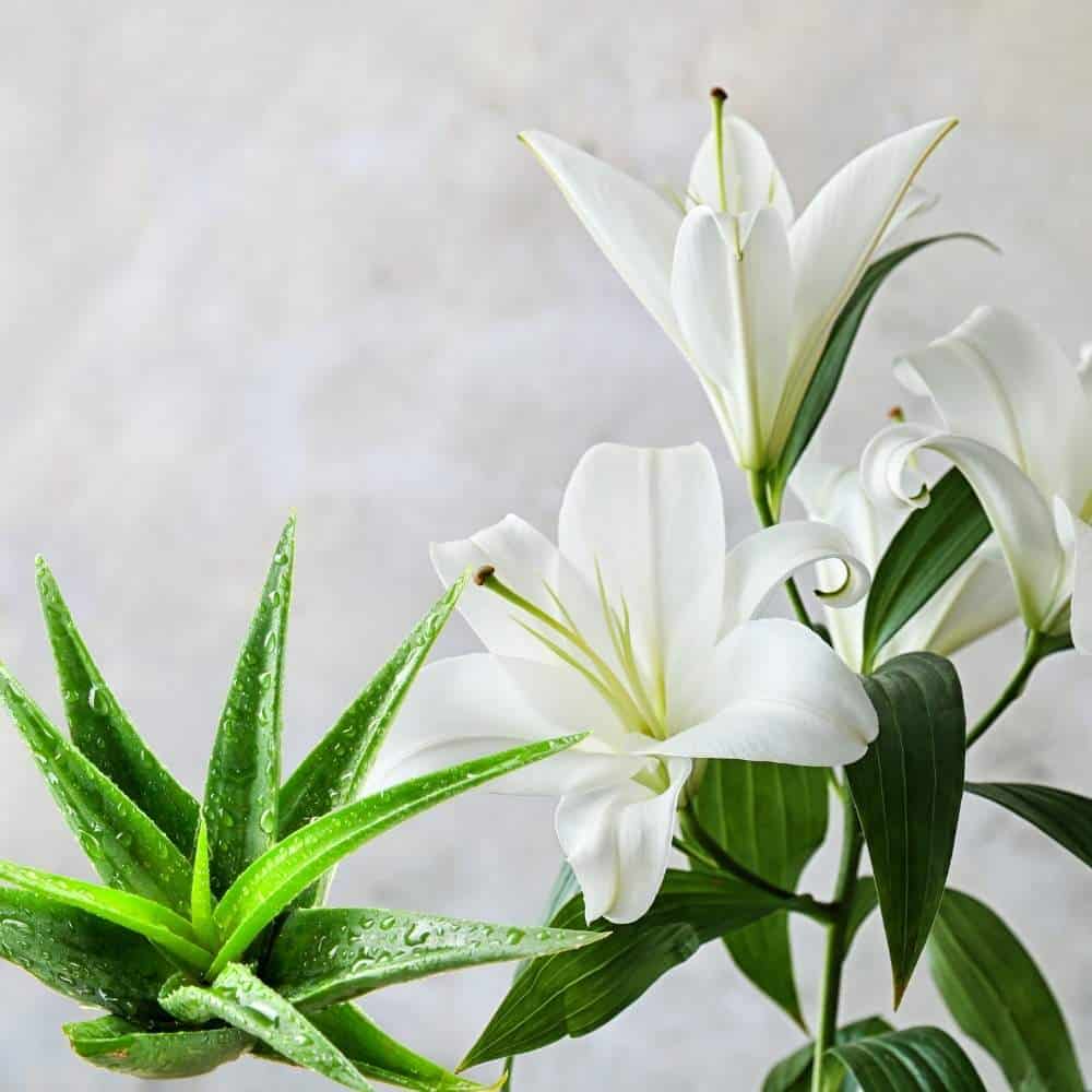 White Lily & Aloe