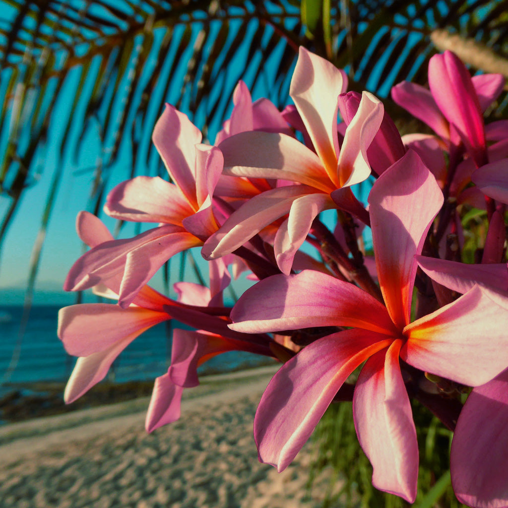 Paradise Plumeria