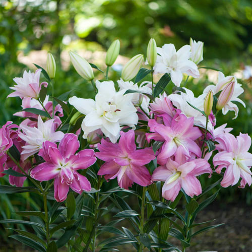 Beach Lily & Lotus