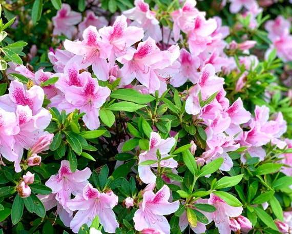 Azalea