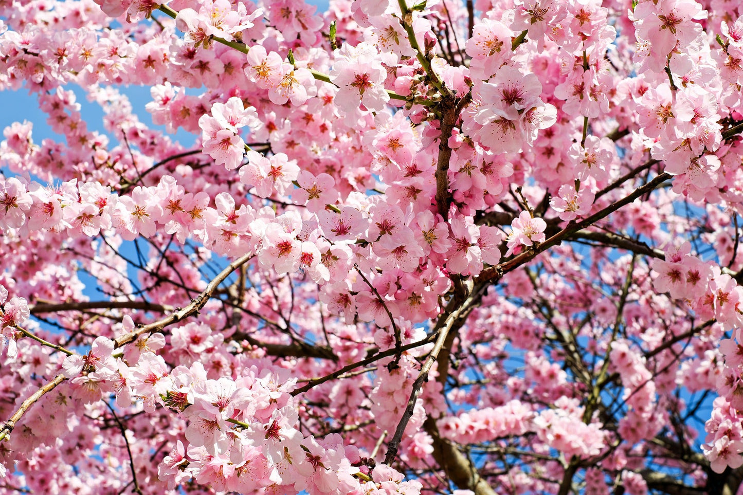 Cherry Blossoms